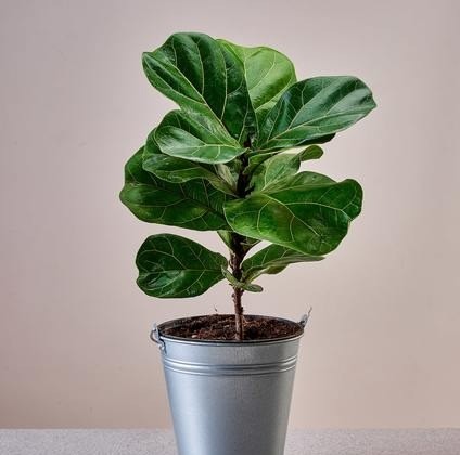 Ficus Lyrata live plants online.jpg