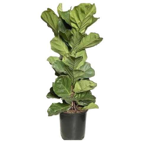 fiddle leaf fig ficus lyrata pla.jpg