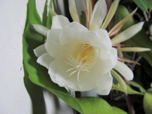 perennial no yes brahma kamal pl.jpg