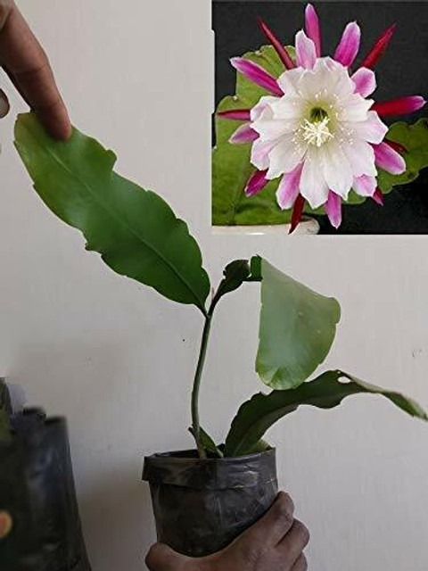 yes perennial yes brahma kamal f.jpg
