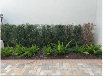 Landscape Design Delray Beach.png