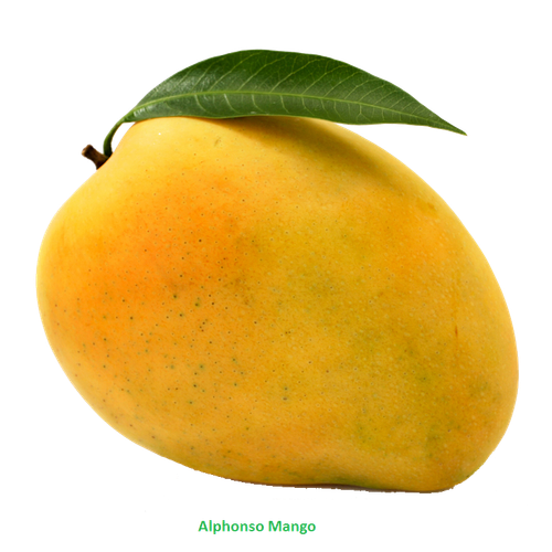 valsad mango alphonso vegetarian cuisine mangifera indica mango png 89cb08198592d922fabf817f8cde74ed.png