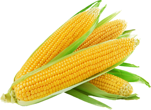 corn on the cob sweet corn maize baked potato 1st choice fruit veg corn 2db73e593a31d8eeb2aee6ec65bd.png