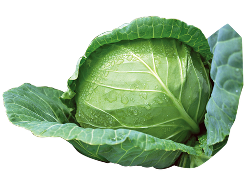 cabbage vegetable green cabbage 7d8092a9fb3aef17a1609e9479da4e11.png