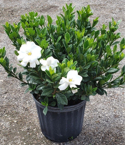gardenia buttons bush 10 203588.jpg