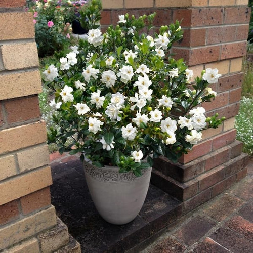 national plant network shrubs bu.jpg