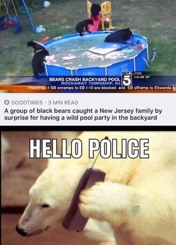 Racist Polar Bear.jpg