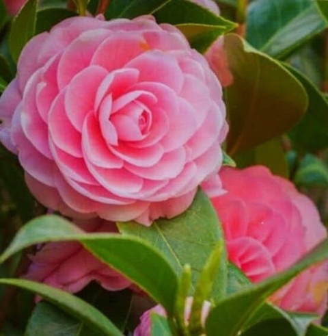 1 most wonderful botanical 1heal.jpg