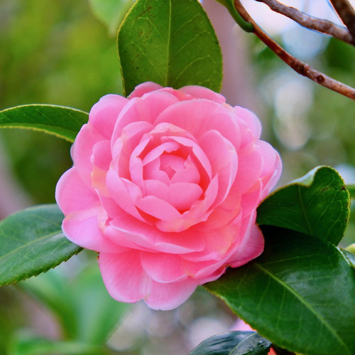 flower 4004980 1920.jpg