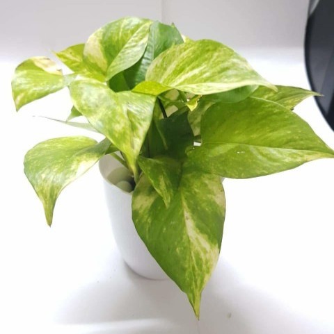 money plant with pot 1 universal.jpg