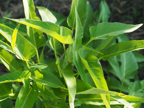 50 water spinach thai kangkong i.jpg