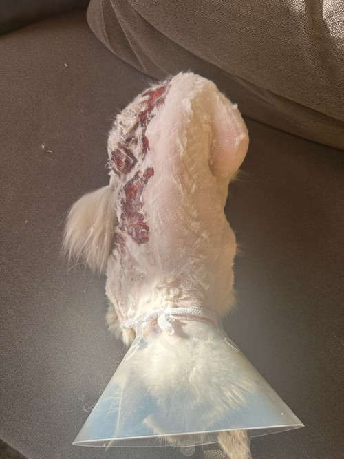 a4cf2742 77d3 46f2 bfef bf31a91cd857