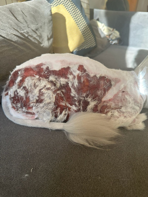 dde77258 8d27 484d a25f 7fb29efa7a11