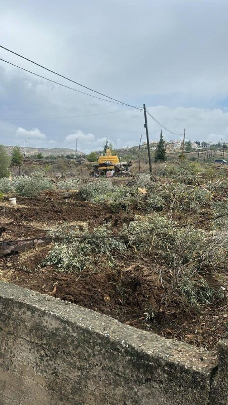 جرافات الاحتلال تقتلع مئات أشجار الزيتون من أراضي الفلسطينيين بين بيت عور الفوقا والتحتا غرب رام الله....