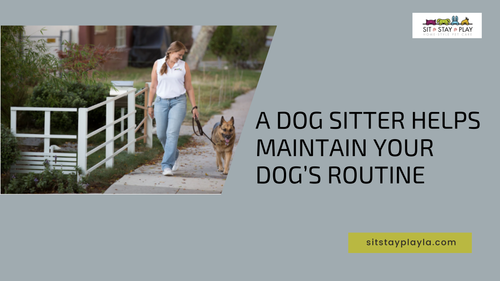 A dog sitter helps maintain your dog’s routine.png