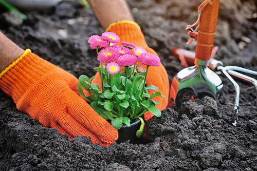 Planting Seasonal Flowers in Overland Park – Book Professional Flower Bed Refresh Today.png