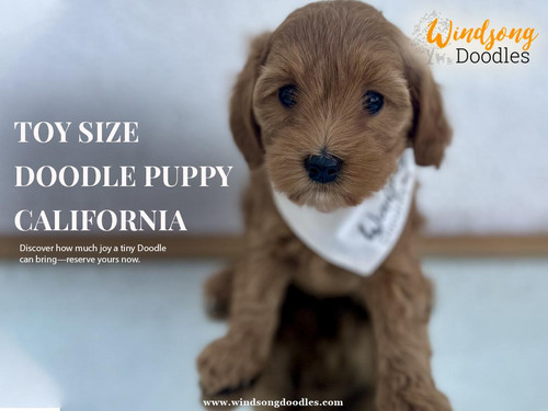 Toy Size Doodle Puppy California.jpg