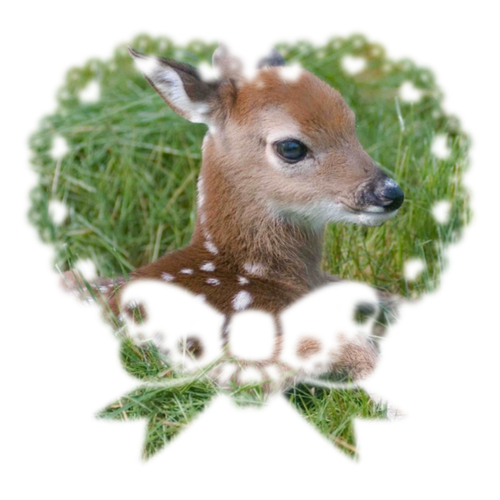 doe eyed alliance pfp.png