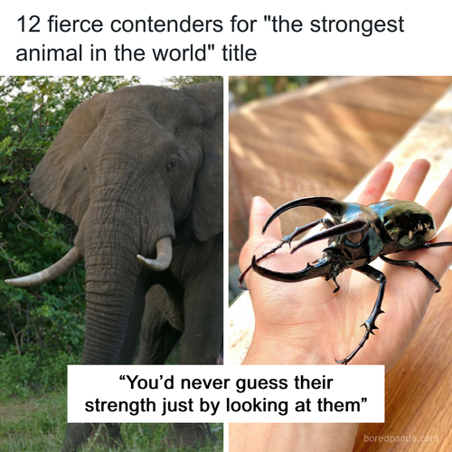 The Strongest Animal In The World.png