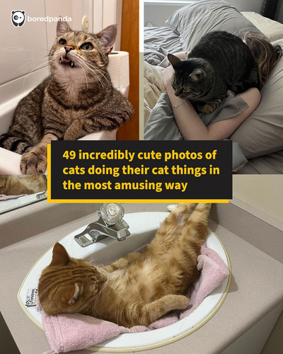 funny cats being cats sharing.jpg