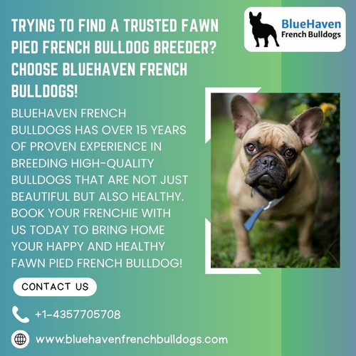 Trying to find a trusted Fawn Pied French Bulldog breeder Choose BlueHaven French Bulldogs!.jpg