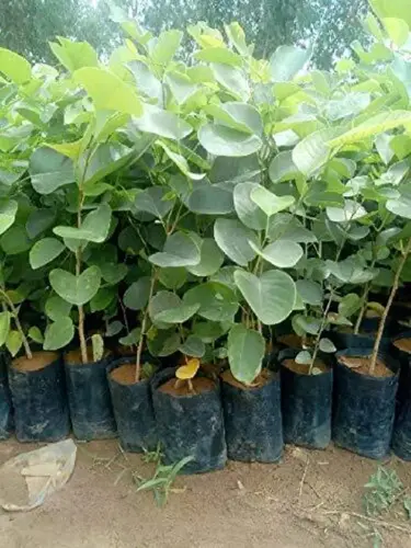 12 red chandan seeds for plantation 12 seeds seedsqlty original imags6c69eqf2aaa.webp