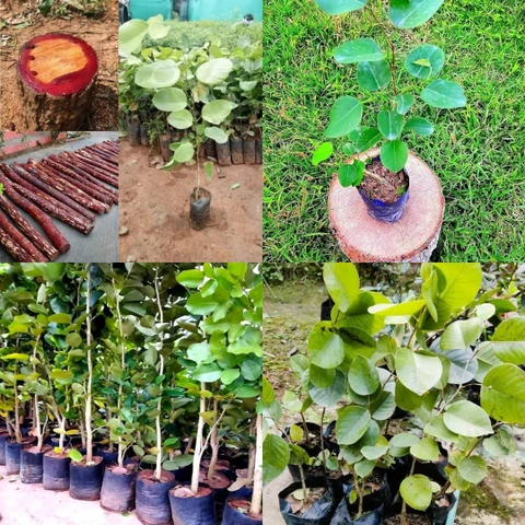11 red sandalwood seeds for plantation ibains original imah8hg9ncfvjqtf.webp