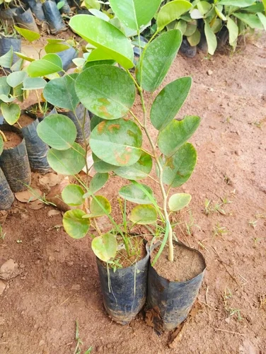 red sandalwood plant 500x500.webp