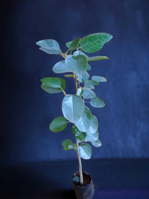 yes perennial yes chandan plant original live medium 1 grow bag original imahfhhdde6hyhqy.webp