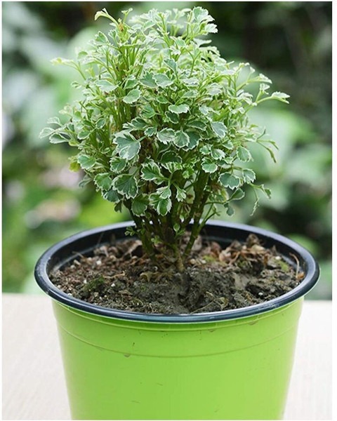 annual yes yes aralia plant 0025.jpg