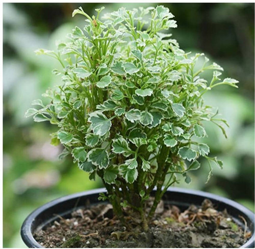 perennial no yes aralia plant 1.jpg