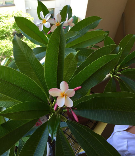 Monday blooms.jpg