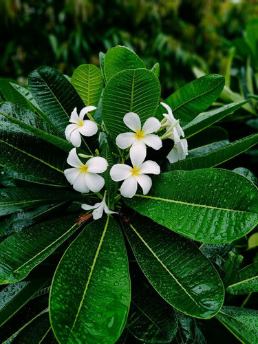 Flowers.jpg