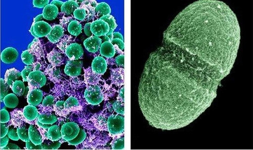 microbes.jpg