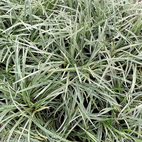 A1oYbBLfHqL. AC UF1000,1000 QL80.jpg