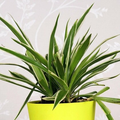 floweraura decorative air purify.jpg