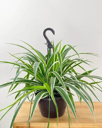 perennial no yes spider plant hy.jpg