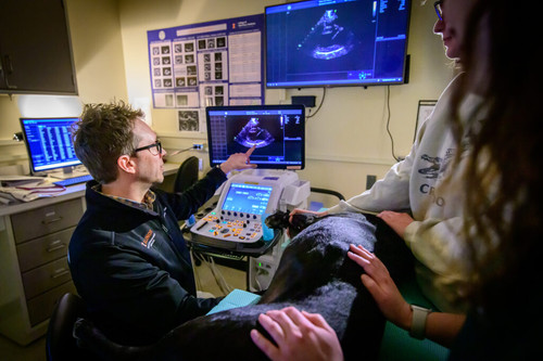 Continuing Education for Veterinarians: Smarter Pet Care.jpg