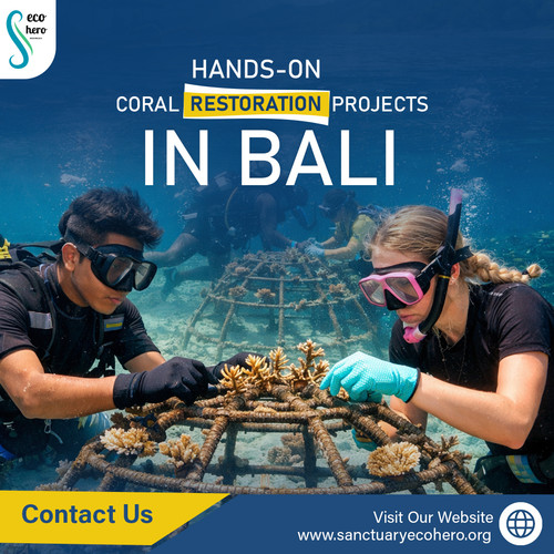 Hands-On Coral Restoration Projects in Bali.jpg