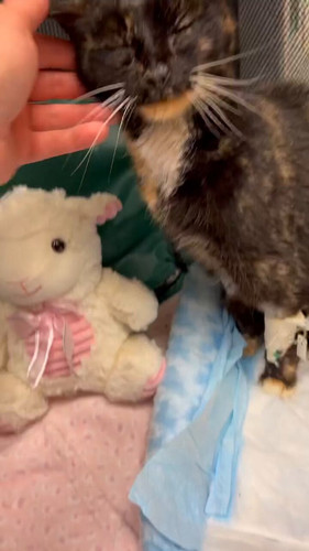 d XUHa2QGBJPhCon.jpg