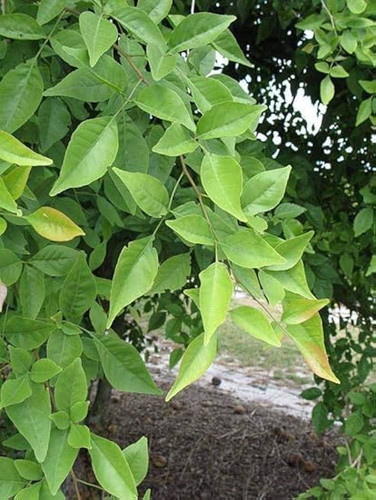 image search 1768993358317.jpg.jpg