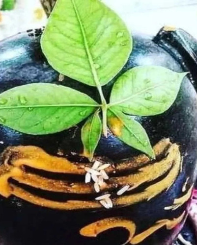 image search 1768993370112.jpg