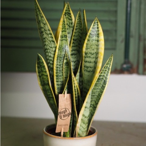 perennial yes yes snake plant 16.jpg
