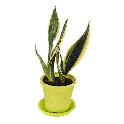 indian flora sansevieria snake p.jpg