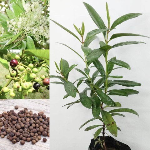 no perennial no all spice plant.jpg