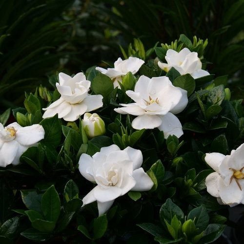 steady as she goes gardenia gard.jpg