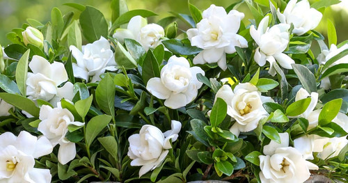 How To Maximize Gardenia Blooms.jpg