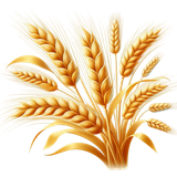 yellowmellow wheat2