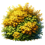 yellowmellow bush