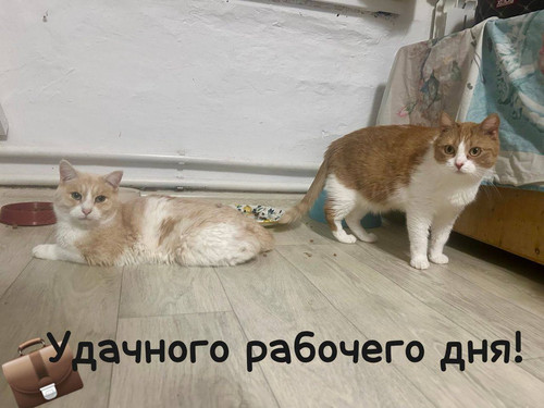 G J9VAqWQAA3u6u?format=jpg.jpg